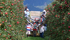 Obstbau-in-Forschung-und-Lehre