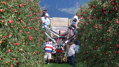 Boxenbilder_1,5Spalten_MLU-Obstbau