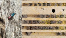 Boxenbilder_1,5Spalten_wildbienenmonitoring