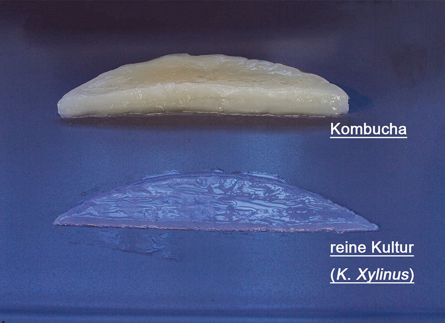 ECM_Poduktbilder_Nanocellulose-Kombucha