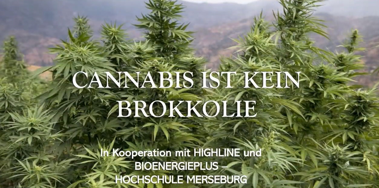 Video: Hanf ist mehr als Gemüse