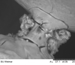 HMI19_T_BUW_Bindersystem2