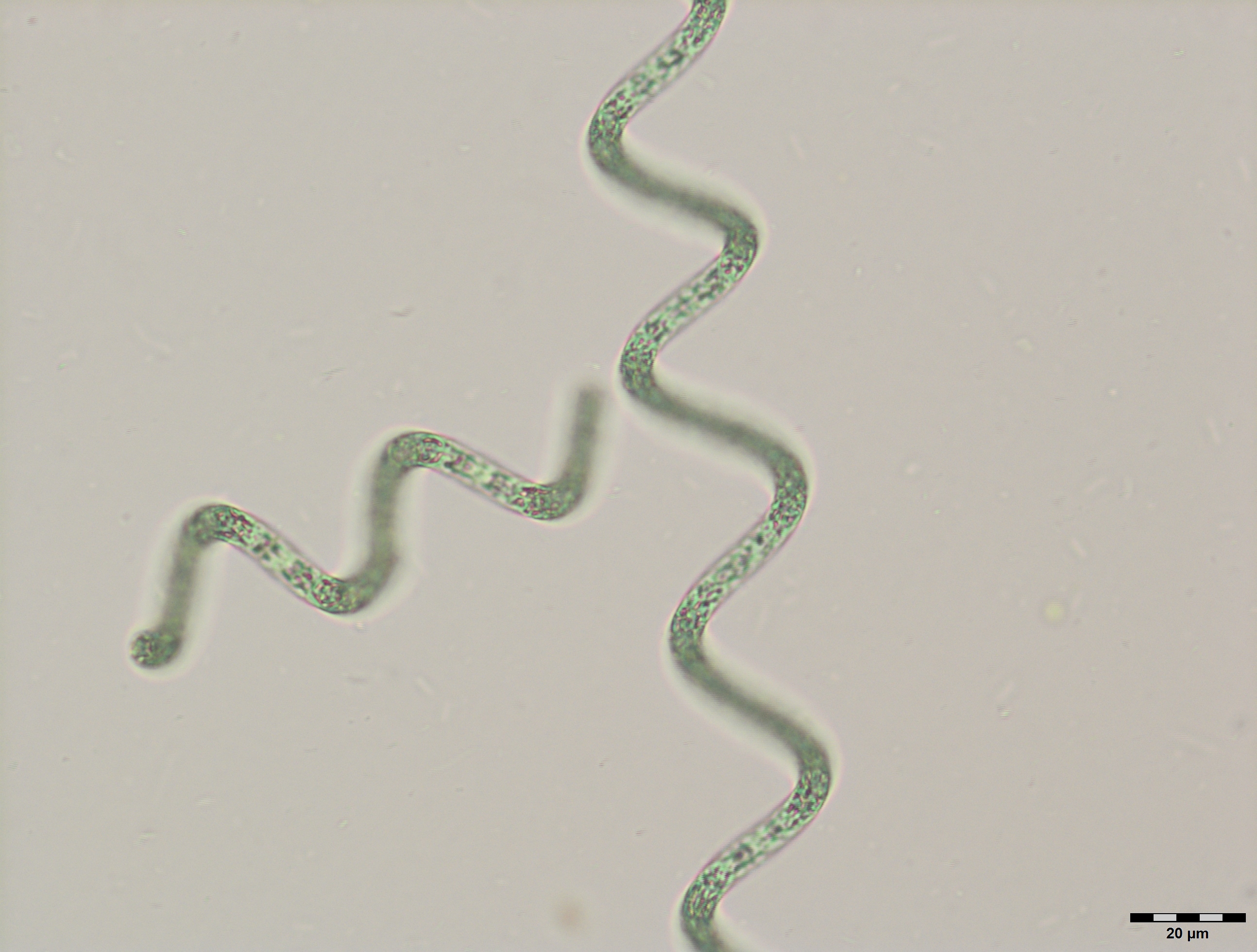 Spirulina